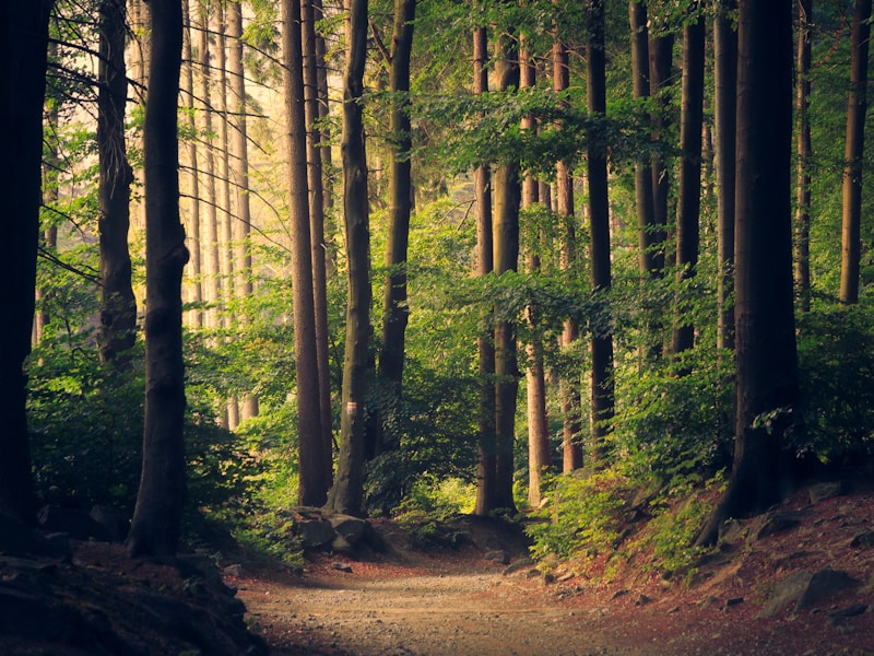 Into the magic forest