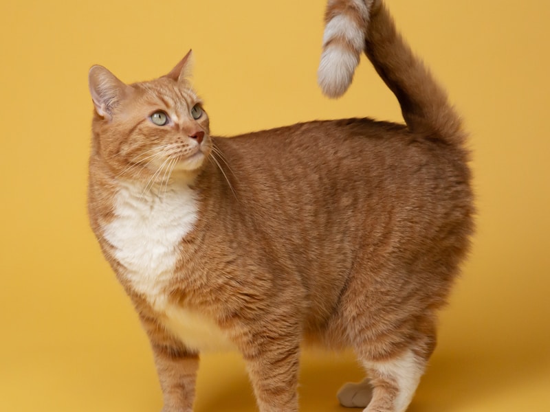 Meeting Stella the unicorn