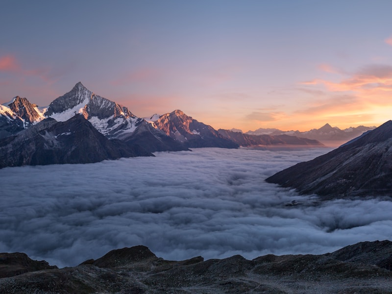 The ancient oak tree